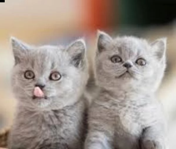 cuccioli di british shorthair con pedigree