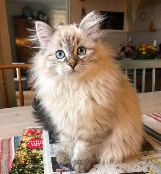 regalo gatto siberiano meravigliosi  