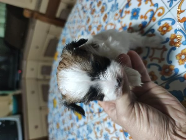 cuccioli shitzu/maltese