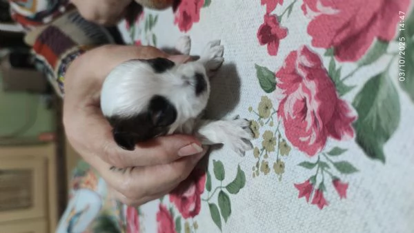 Cuccioli incrocio maltese shitzu 