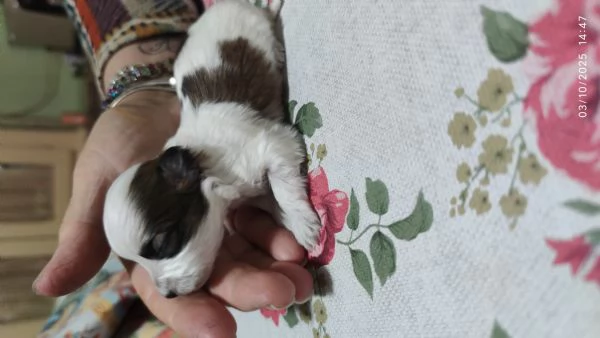 Cuccioli incrocio maltese shitzu  | Foto 1