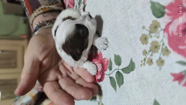 Cuccioli incrocio maltese shitzu  | Foto 0