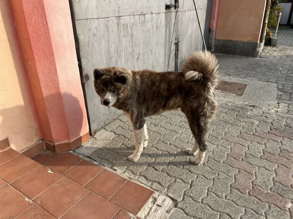 akita inu cucciolo maschio tigrato | Foto 3