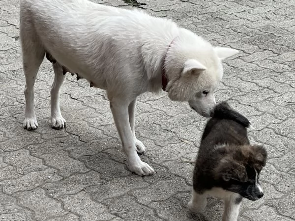 akita inu cucciolo maschio tigrato | Foto 2