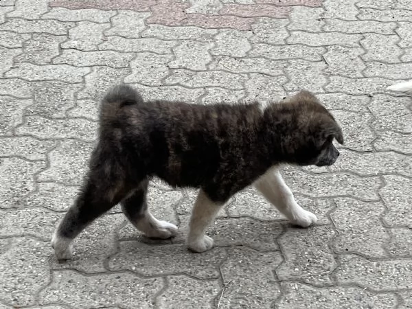akita inu cucciolo maschio tigrato | Foto 1