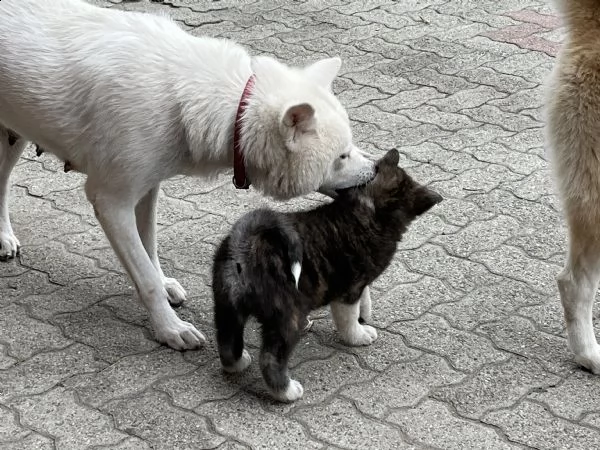 akita inu cucciolo maschio tigrato | Foto 0