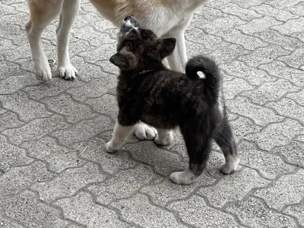 akita inu cucciolo maschio tigrato