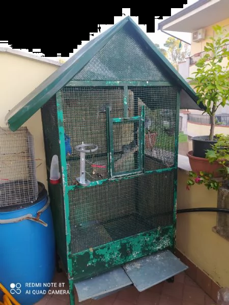 si vende 5 copie uccelli  | Foto 6
