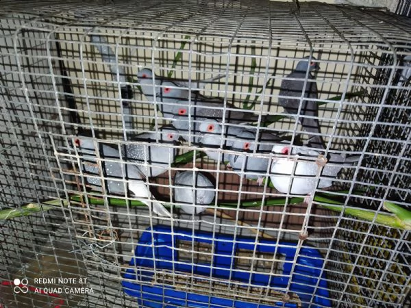 si vende 5 copie uccelli  | Foto 3