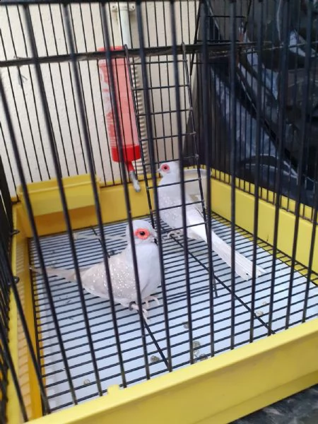 si vende 5 copie uccelli  | Foto 0