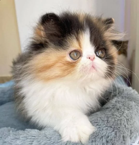 regalo gatto persiano meravigliosi  