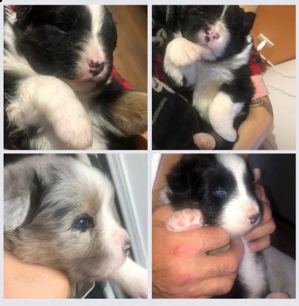 disponibili cuccioli australian shepherd