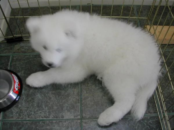 meravigliosa cucciolata di samoiedo