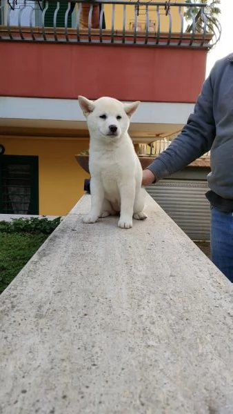cuccioli di shiba