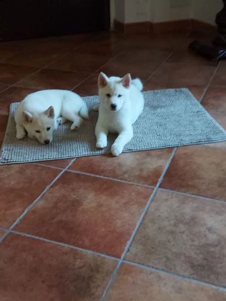 cuccioli di shiba | Foto 1