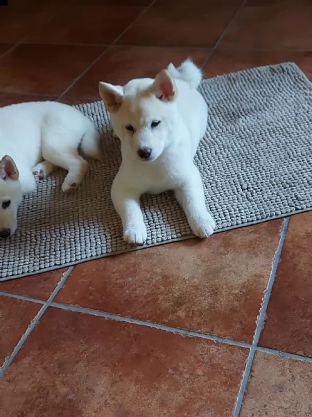 cuccioli di shiba | Foto 0