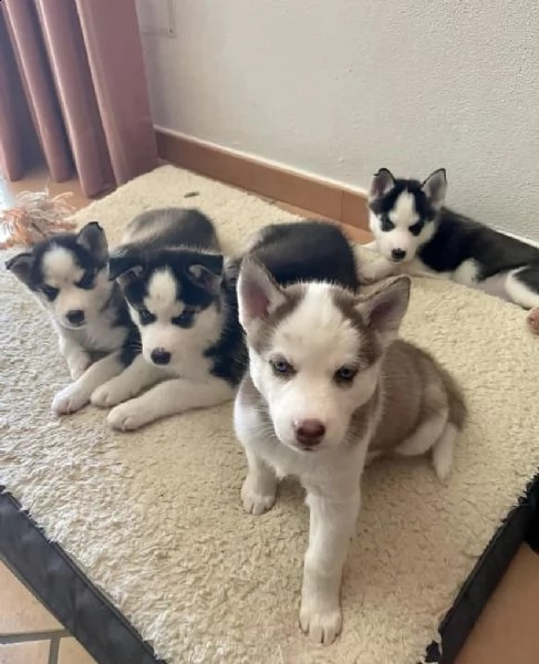 vendita cuccioli di siberian husky occhi azzurri