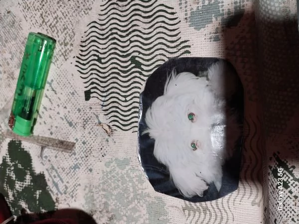 certo regalo maltese taglia piccola