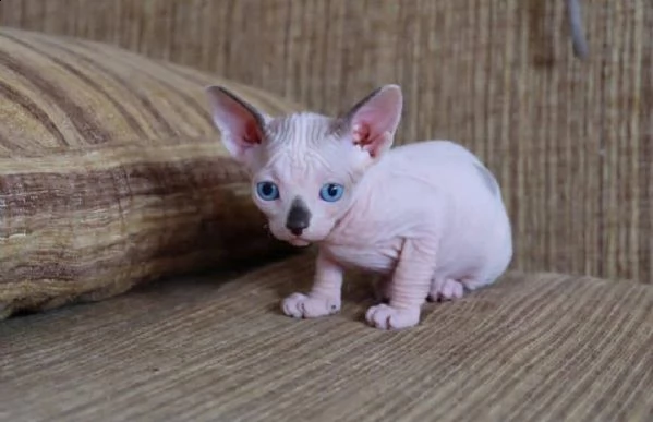 regalo gatto sfinge meravigliosi  