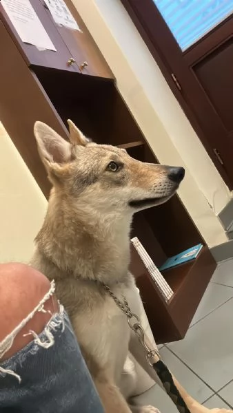 cane lupo cecoslovacco | Foto 1