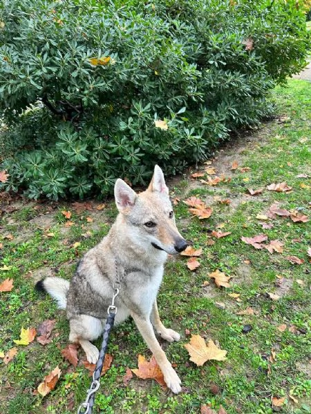 cane lupo cecoslovacco