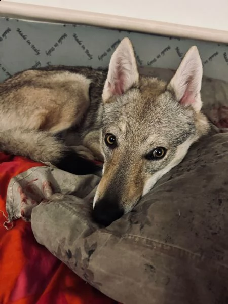 cane lupo cecoslovacco | Foto 0