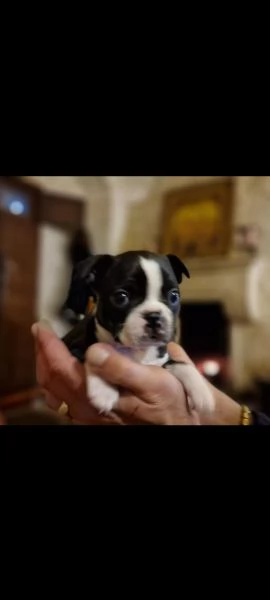 splenditi cuccioli di boston terrier di alta genealogia.3femmine ed 1 maschio. | Foto 0