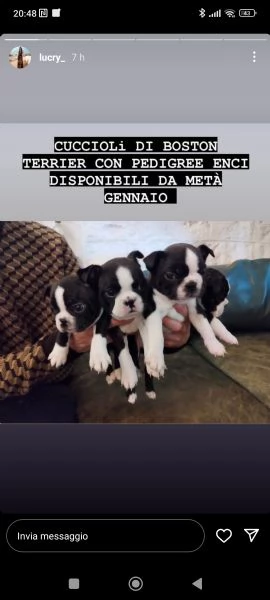 splenditi cuccioli di boston terrier di alta genealogia.3femmine ed 1 maschio.