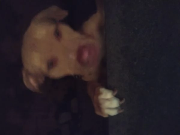 pit bul giocarellone aiutami 