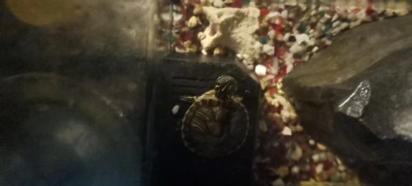2 tartarughine d'acqua 