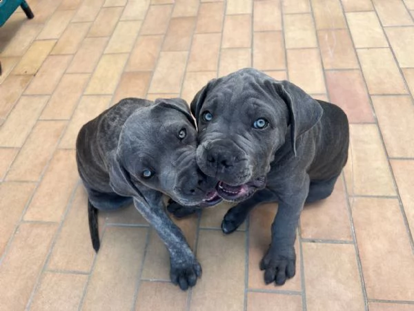 cane corso  | Foto 0
