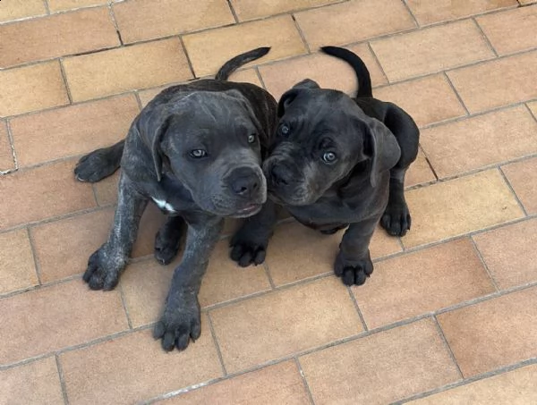 cane corso 
