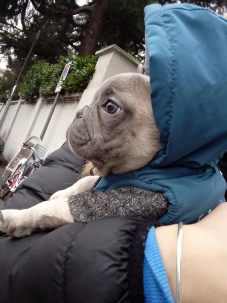 salve ,vendo bulldog francese di 4 mesi per motivi personali....