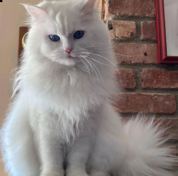 regalo gatto persiano meravigliosi  