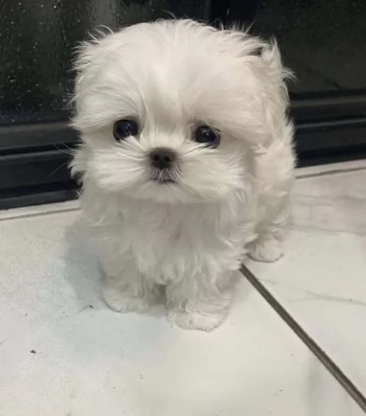 regalo  maltese mini toy