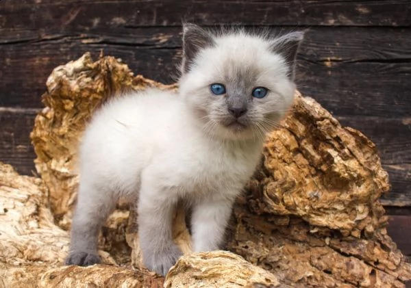 regalo gatto siamese meravigliosi  