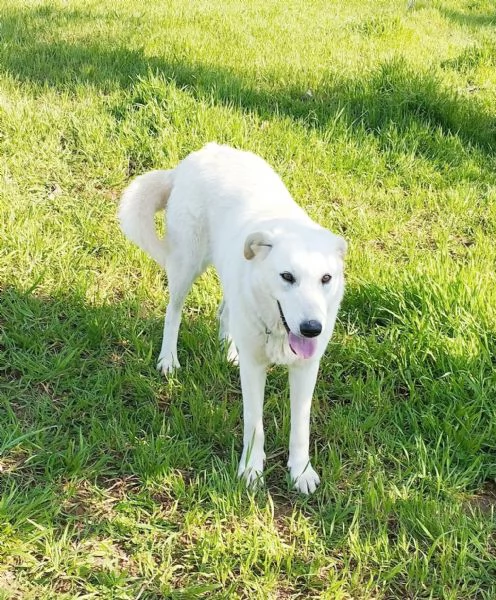 Una splendida cagnolina cerca la sua famiglia  | Foto 3