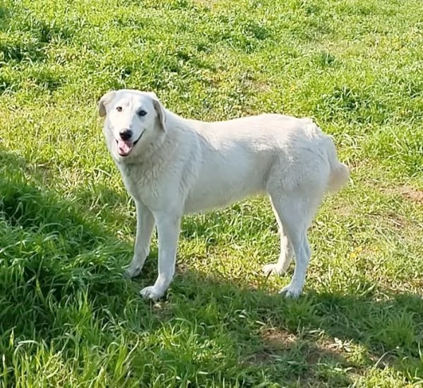 Una splendida cagnolina cerca la sua famiglia  | Foto 2
