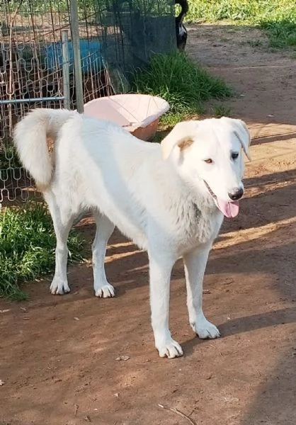 Una splendida cagnolina cerca la sua famiglia  | Foto 1