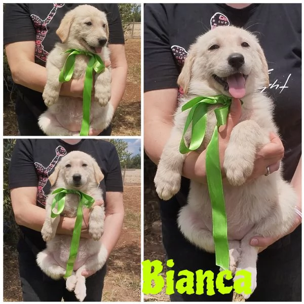 Bianca cucciola taglia grande in adozione 