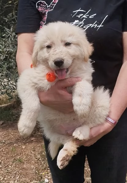 Cody dolce cucciolone in adozione  | Foto 3