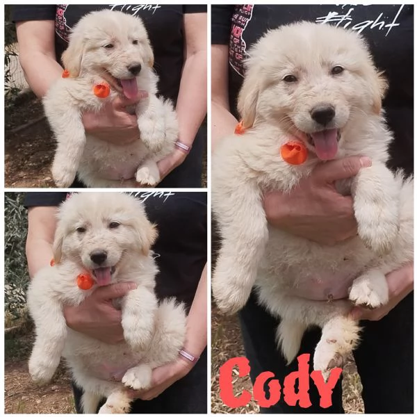 Cody dolce cucciolone in adozione 