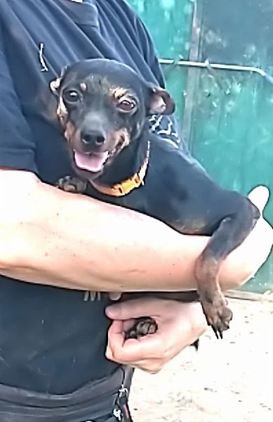 Greacee una dolce pincherina in adozione cerca casa 