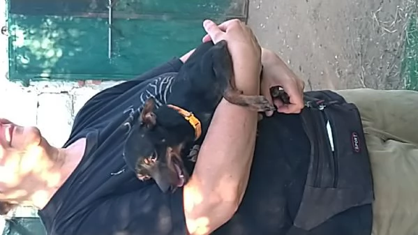 Greacee una dolce pincherina in adozione cerca casa  | Foto 3