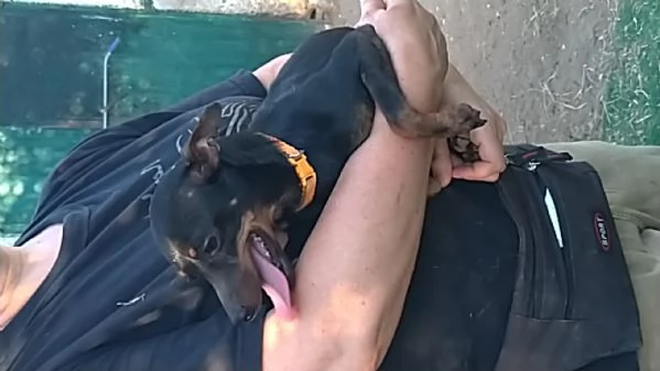 Greacee una dolce pincherina in adozione cerca casa  | Foto 2