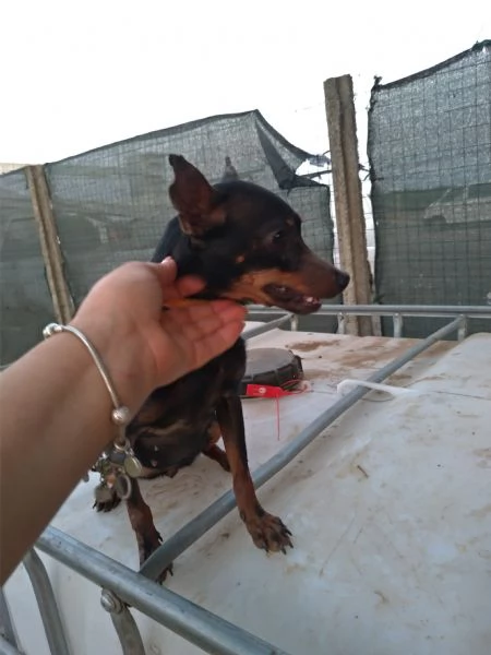 Greacee una dolce pincherina in adozione cerca casa  | Foto 0