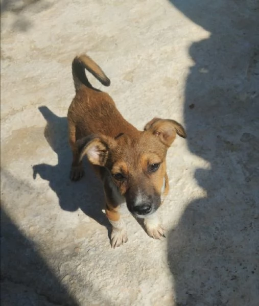 Shiro  rimasto solo Taglia piccola in adozione  | Foto 3