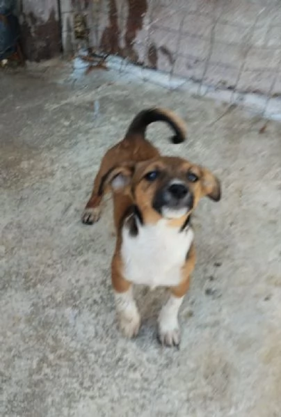 Shiro  rimasto solo Taglia piccola in adozione  | Foto 2