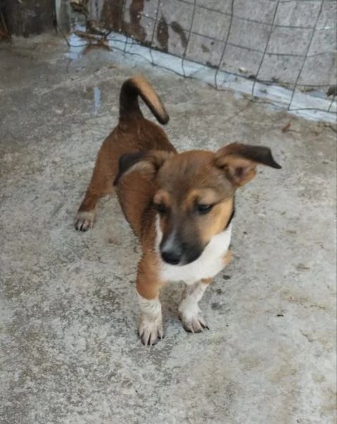 Shiro  rimasto solo Taglia piccola in adozione  | Foto 1