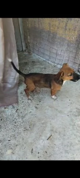 Shiro  rimasto solo Taglia piccola in adozione  | Foto 0